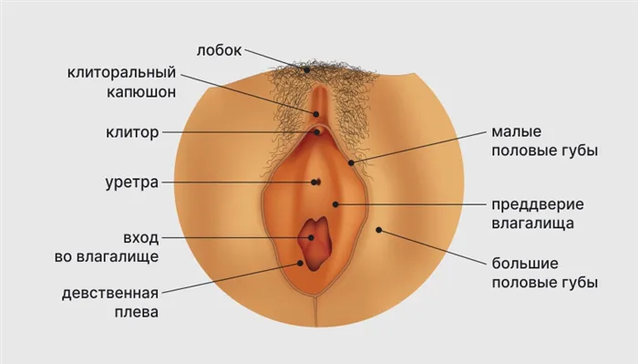 Анатомия наружных половых органов женщины