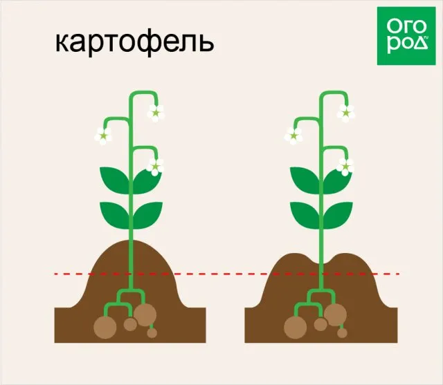 Зола для огорода: польза и способы применения