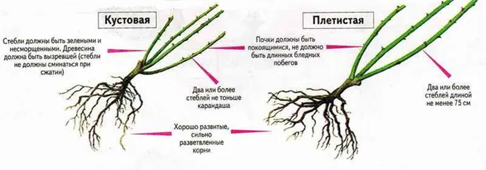 Сколько листьев у розы должно быть