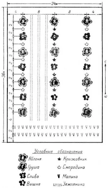 Схема размещения яблонь и плодовых культур на приусадебном участке