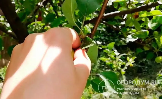 Для полноценного восстановления корней рекомендуется не допускать цветения и плодоношения растения в последующие два года с момента пересадки – все цветы и завязи удаляют