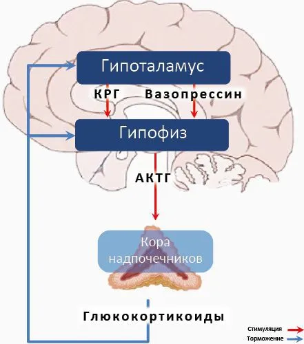 Гипотоламо-гипофизарная ось