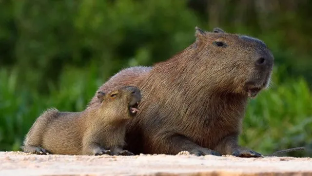 Капибара, или водосвинка (Hydrochoerus hydrochoeris) является родственницей всем известной морской свинки и напоминает ее увеличенную в десятки раз копию.