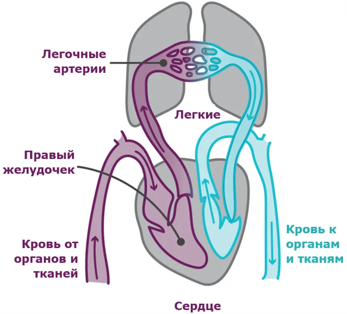 Схема циркуляции крови при ЛАГ