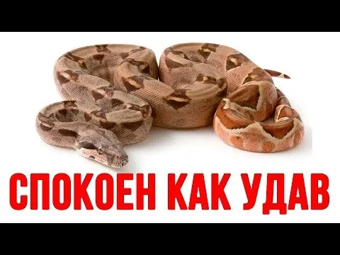 КАК БЫСТРО УСПОКОИТЬСЯ. Как всегда быть спокойным.