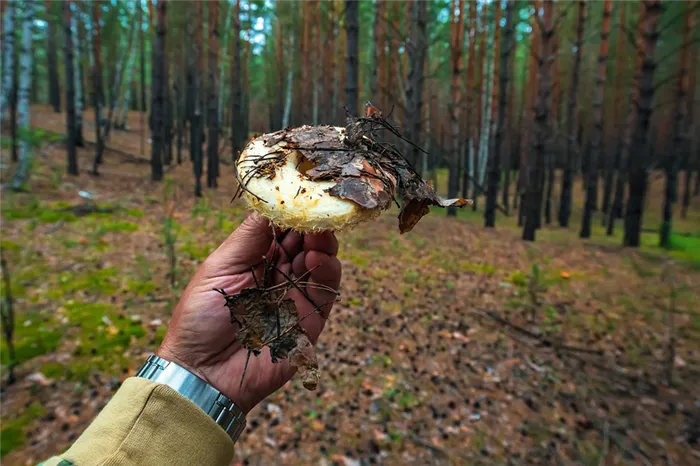 где можно собирать грибы