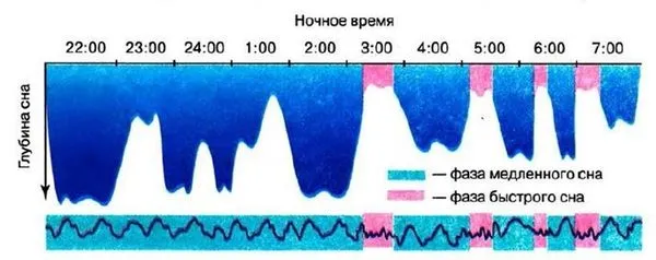 Фазы медленного и быстрого сна