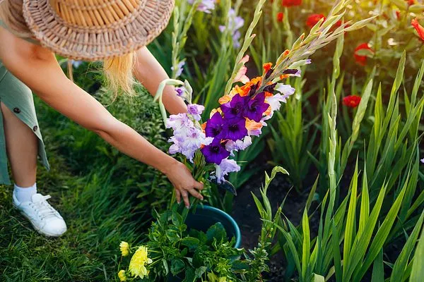 Гладиолус черепитчатый (Gladiolus imbricatus)