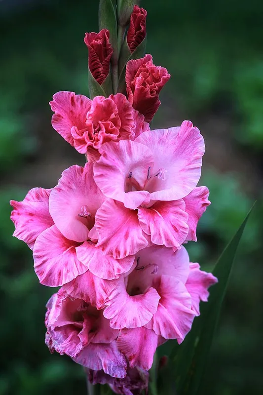 Гладиолус византийский (Gladiolus byzantinus)