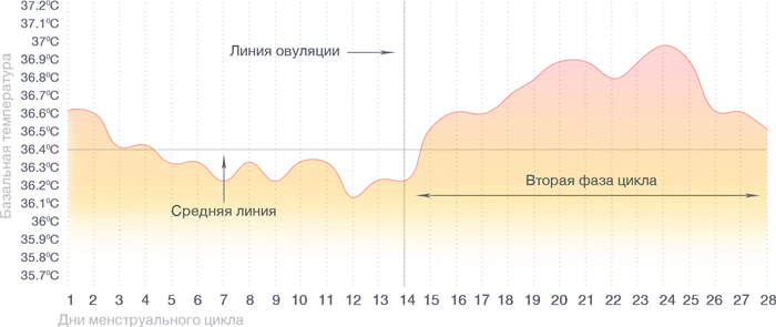 Базальная температура во время беременности