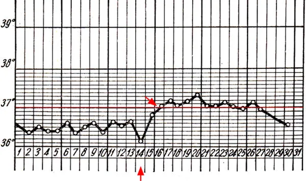 График двухфазная базальная температура