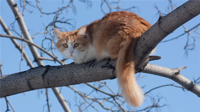 самые странные породы кошек в мире