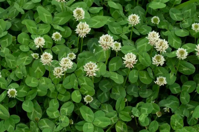 Ползучий, или белый клевер, белая кашка (Trifolium repens)