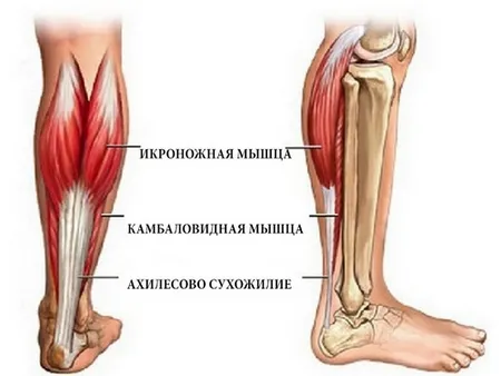 Икроножные мышцы