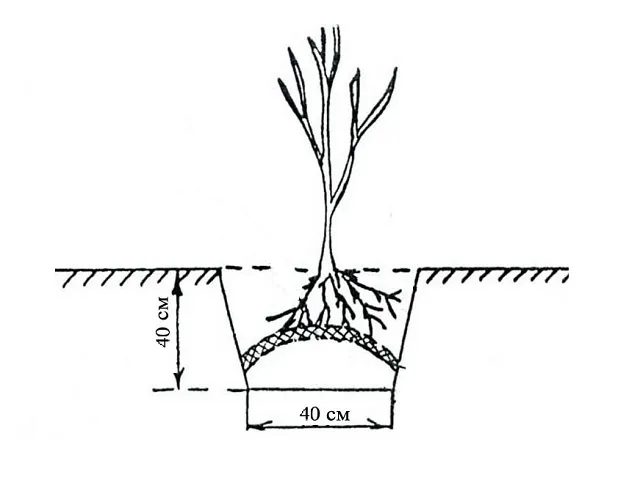 Схема посадки жимолости