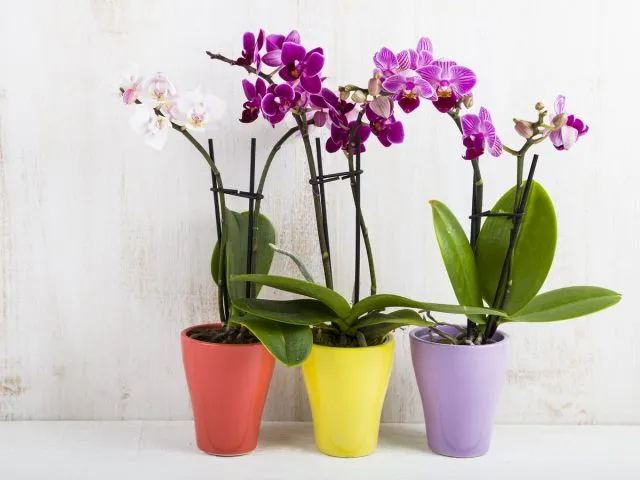 Фаленопсисы (Phalaenopsis)