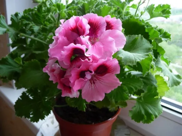 Пеларгония крупноцветковая (Pelargonium grandiflorum)